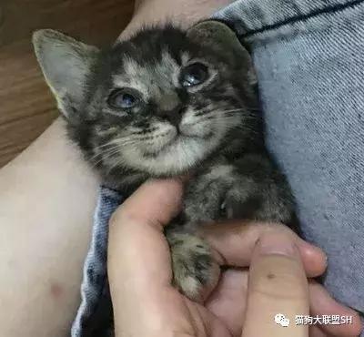 猫狗大联盟维护,猫狗联盟