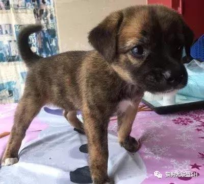 猫狗大联盟维护,猫狗联盟