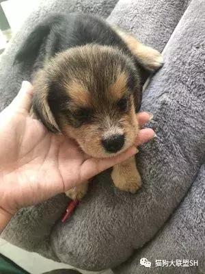 猫狗大联盟维护,猫狗联盟