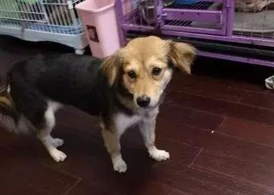 猫狗大联盟维护,猫狗联盟