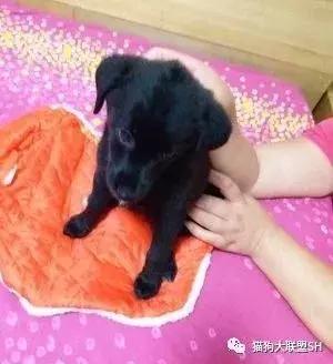 猫狗大联盟维护,猫狗联盟