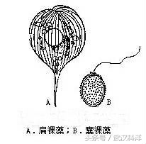 海缸几种常见的藻类,中国常见浮游藻类图谱