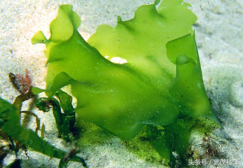 海缸几种常见的藻类,中国常见浮游藻类图谱