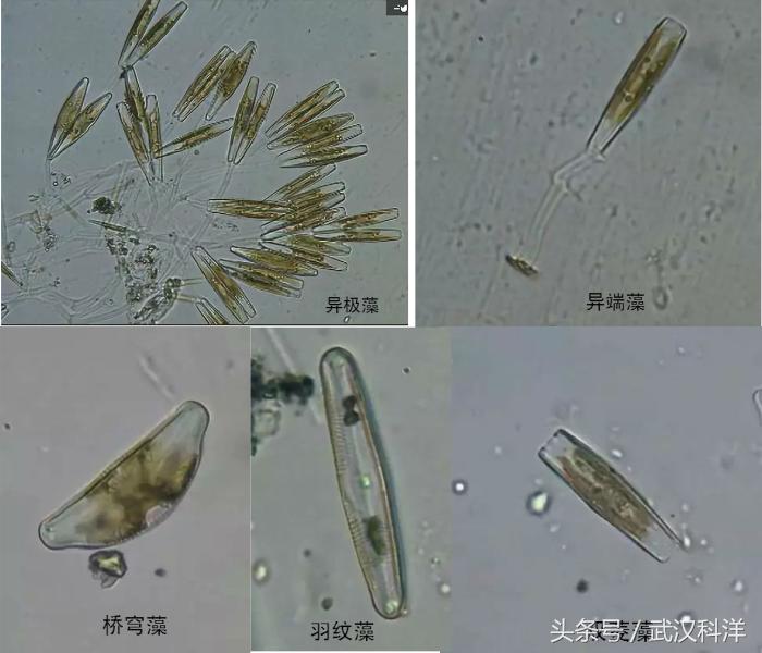 海缸几种常见的藻类,中国常见浮游藻类图谱