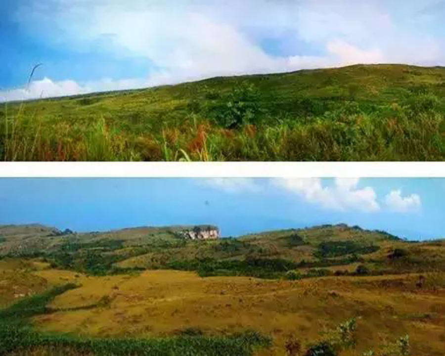 想看大草原是去西藏还是新疆,想看草原去哪里合适