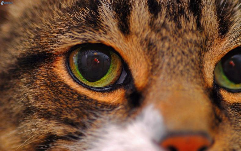 铲屎官的十个关注事项,铲屎官春季关注事项