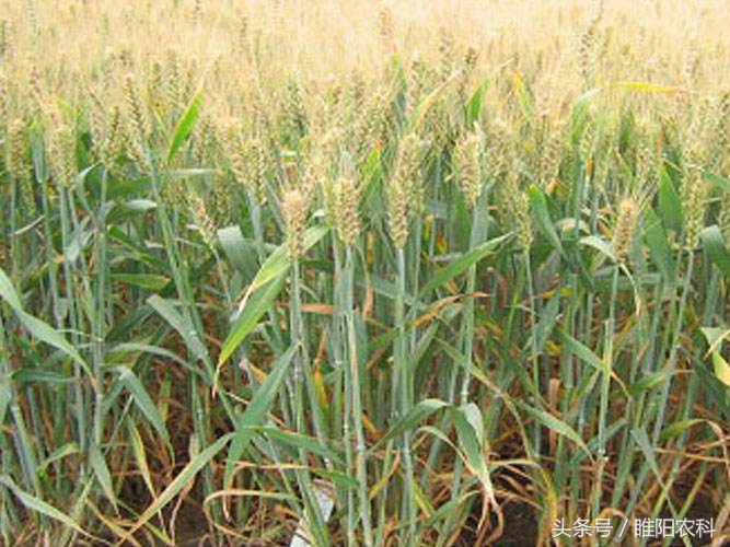 小麦品种推荐视频,小麦新品种十大排名