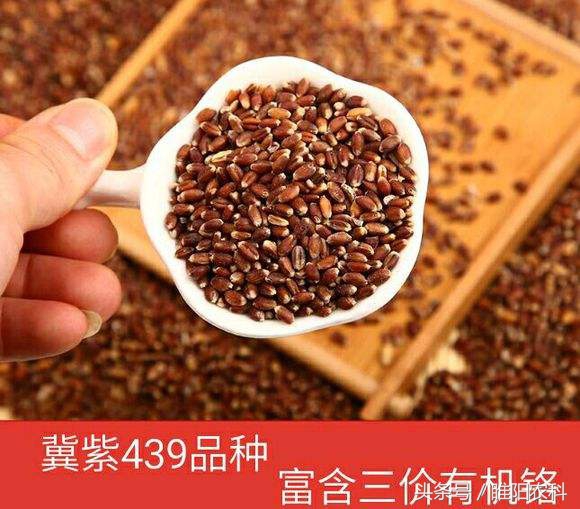 小麦品种推荐视频,小麦新品种十大排名