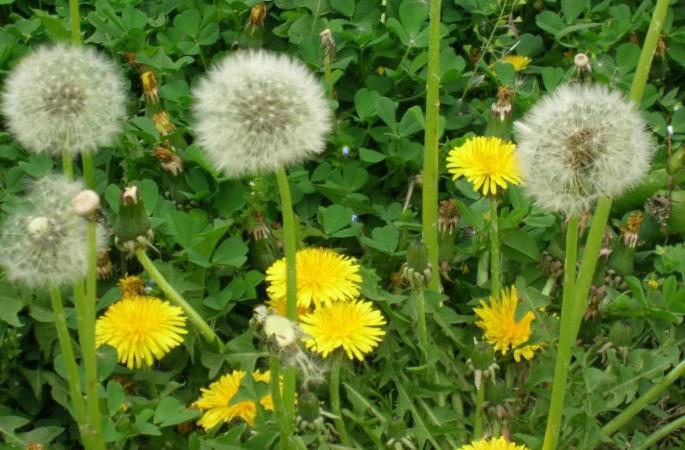 南阳人还去什么医院？你脚底下就是药房！