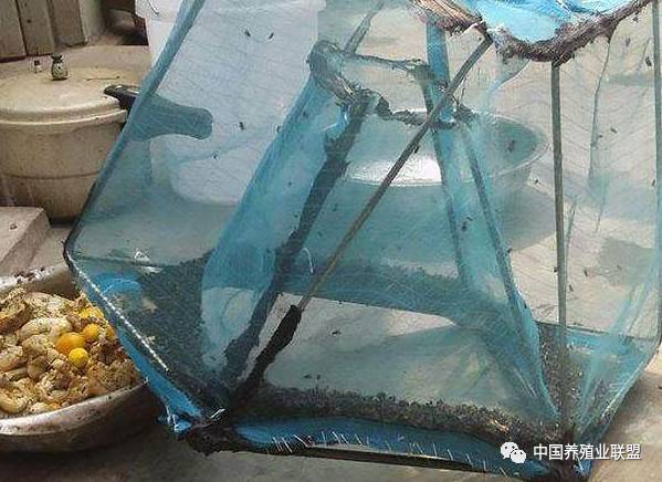 养殖场苍蝇消灭神器,养殖场高效除苍蝇