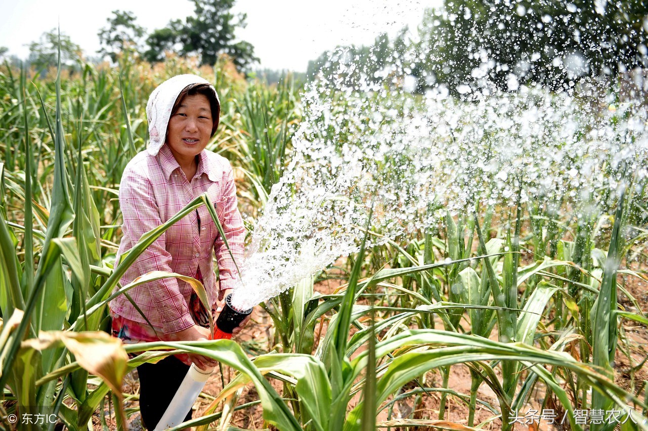 中后期玉米干旱打什么药,玉米有旱情吗