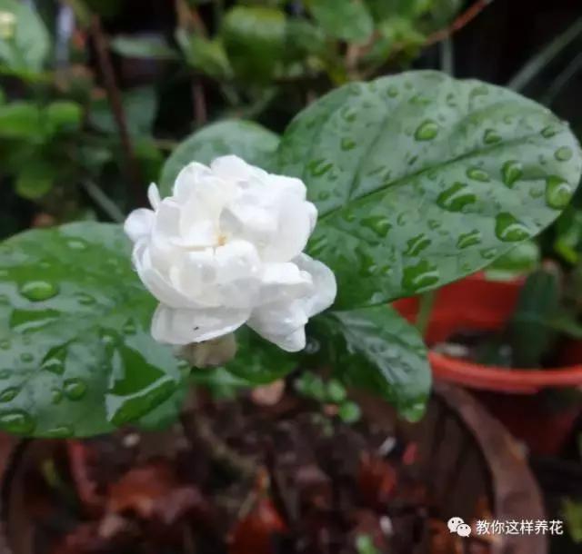 有利于提高晚上的睡眠质量的绿植,睡眠不好养什么花帮助睡眠