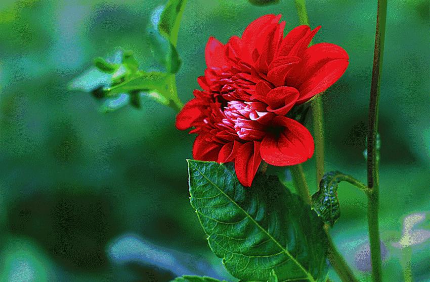 百寿图之内的礼物,百寿图大全