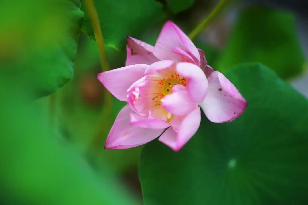盛夏霸都合肥，漫步城市，像当地人一样生活