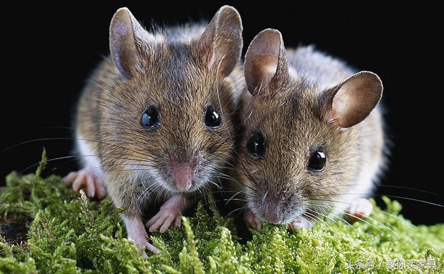 房间里有老鼠老鼠最怕什么东西,家住1楼怎样防老鼠