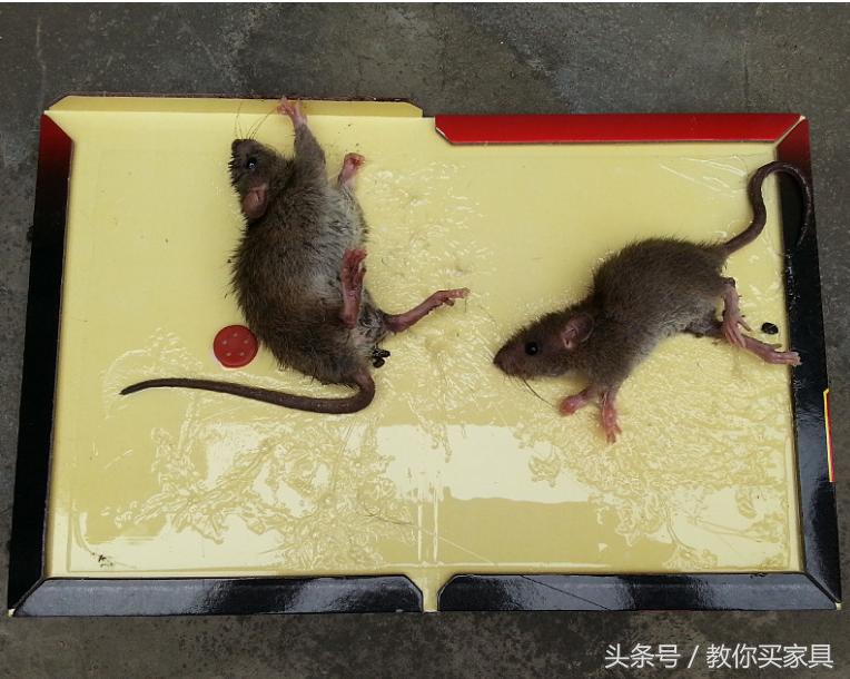 房间里有老鼠老鼠最怕什么东西,家住1楼怎样防老鼠