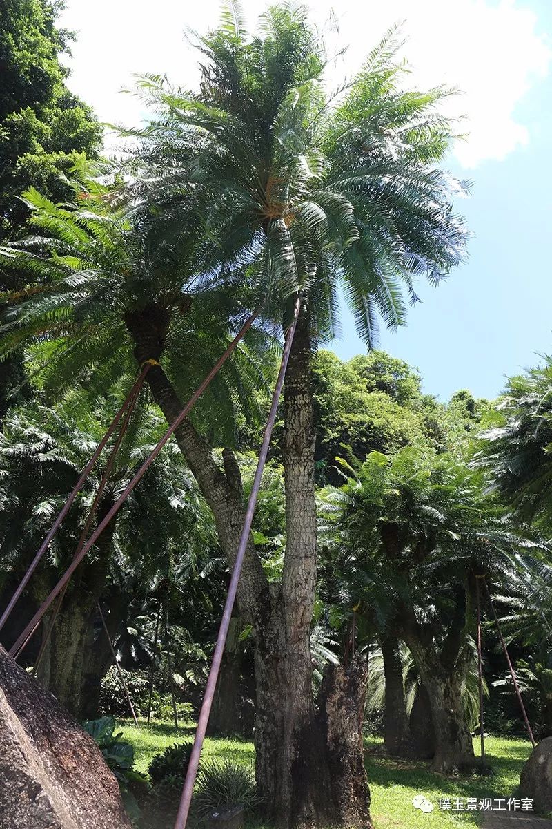 最漂亮的铁树开花,铁树开花深圳