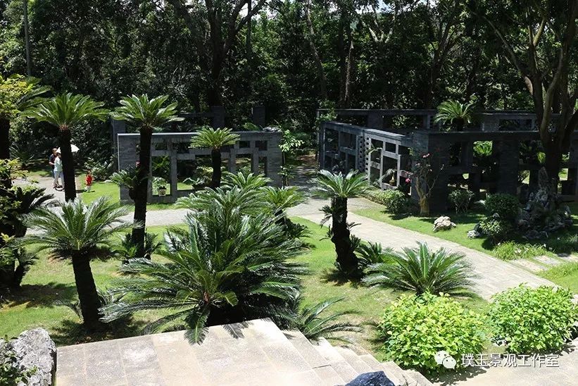 最漂亮的铁树开花,铁树开花深圳