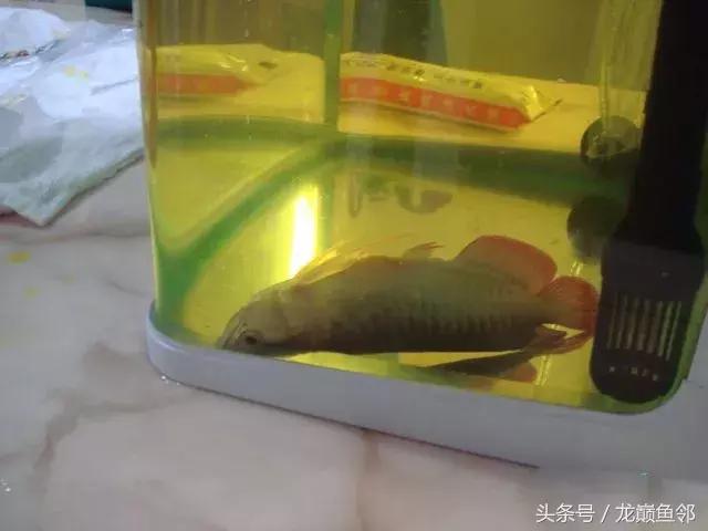 龙鱼失漂用什么药,龙鱼撞缸失鳔能自愈吗