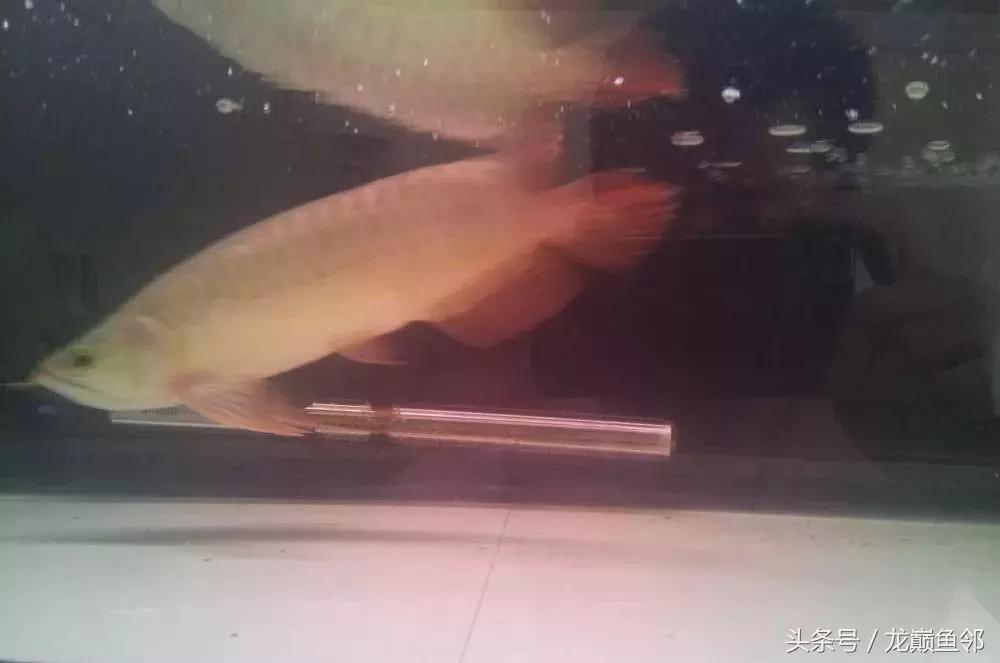 龙鱼失漂用什么药,龙鱼撞缸失鳔能自愈吗