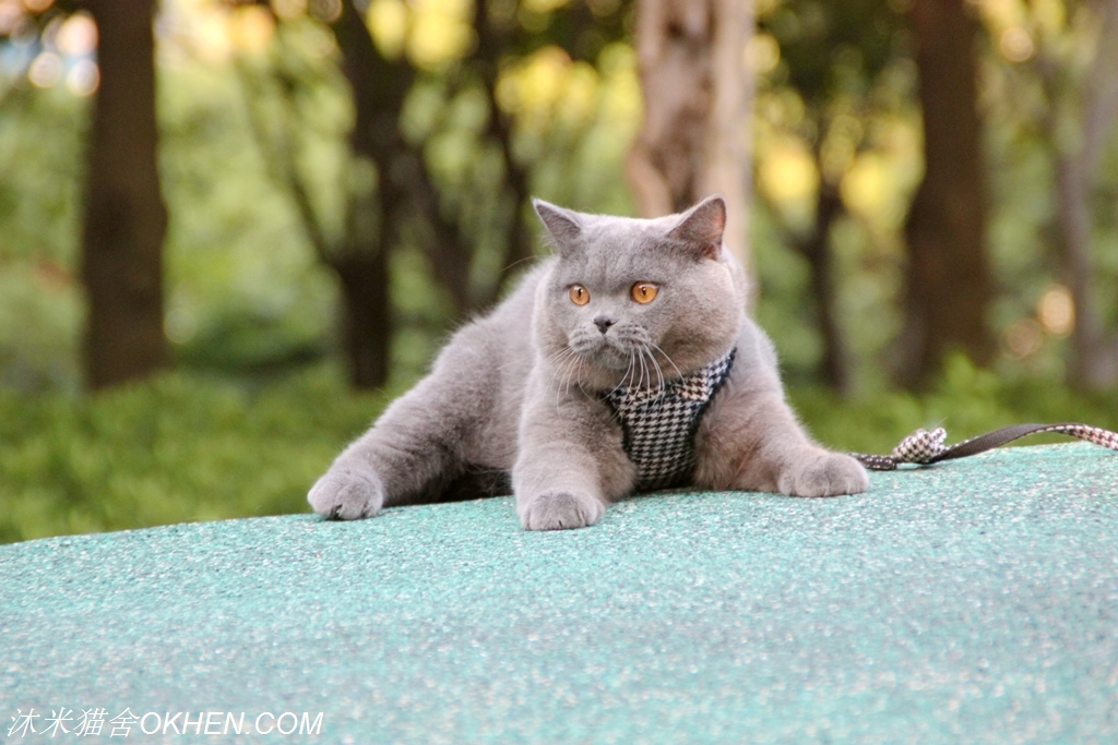 英短母三花猫的优点和缺点,怎么鉴别英短蓝白猫的血统纯不纯