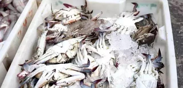 开渔，台州海鲜卖白菜价