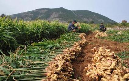 生姜怎么保存到第二年又可以种植,种植生姜怎样配土和施肥管理演示