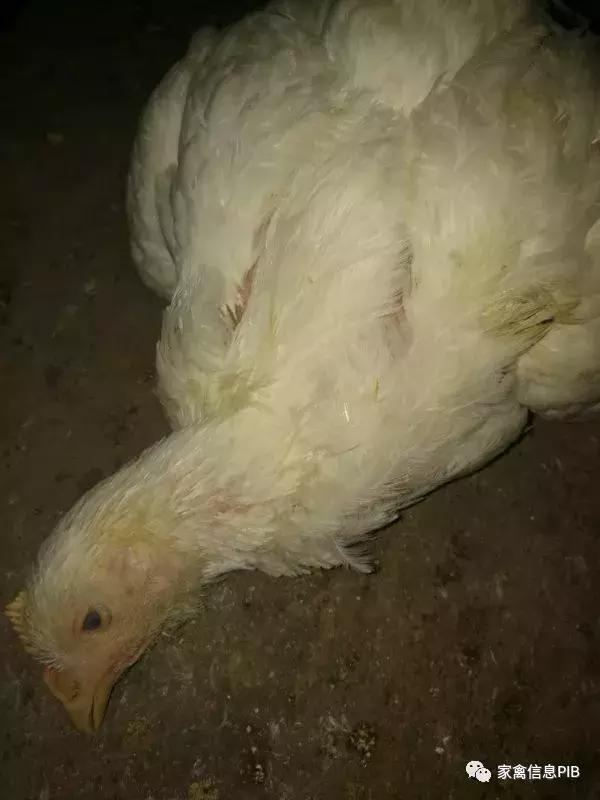 造成瘫鸡的原因有哪些，该如何防控？