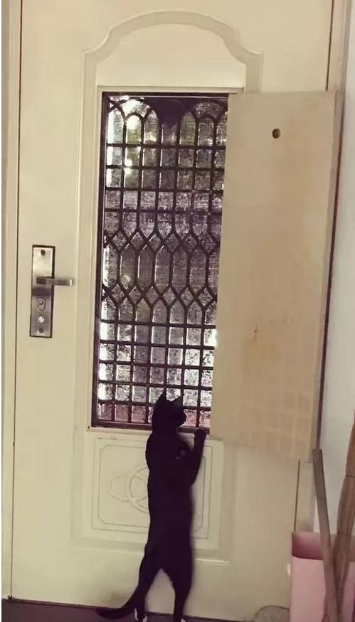 猫到底知不知道自己是什么动物,猫是否知道自己是猫