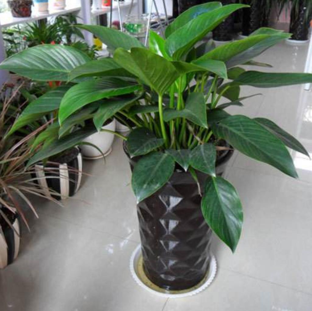 金钻叶怎么养才能长得快,金钻绿植养殖方法一分钟视频