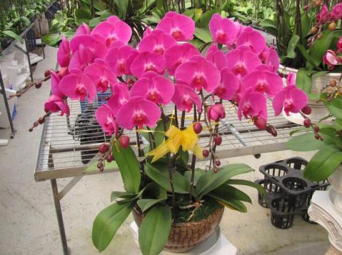 蝴蝶兰开花时叶子发黄是怎么回事,蝴蝶兰开花期间叶子发黄怎么办