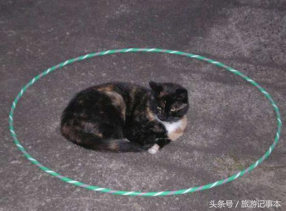 如何做个简单陷阱抓猫,怎么做陷阱抓猫咪