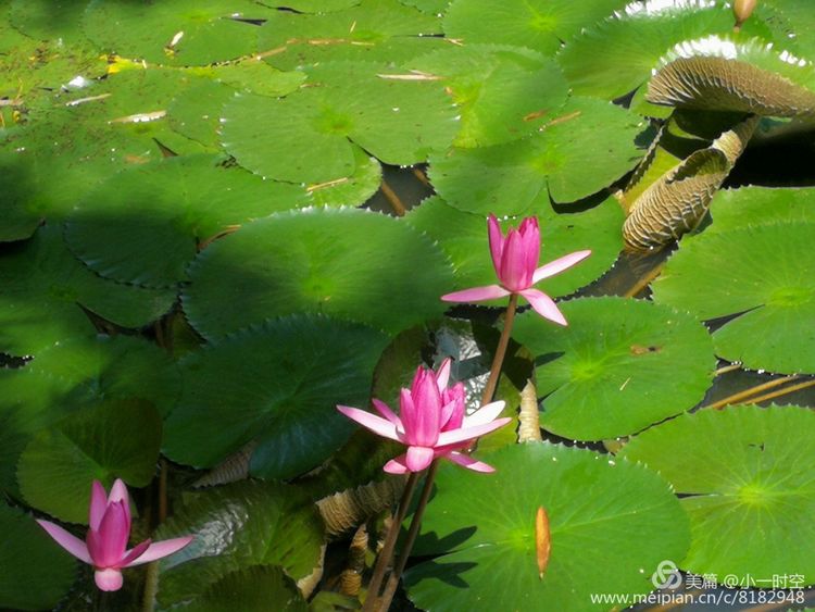 花花世界迷人风景,五颜六色的睡莲绽放好惊艳
