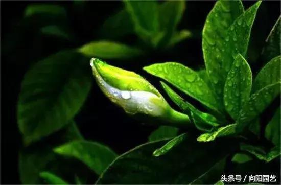栀子花养殖方法栀子花为什么黄叶,如何养栀子花视频教程