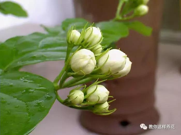 铜钱草修剪完干了如何补救,铜钱草与绿萝哪个好养