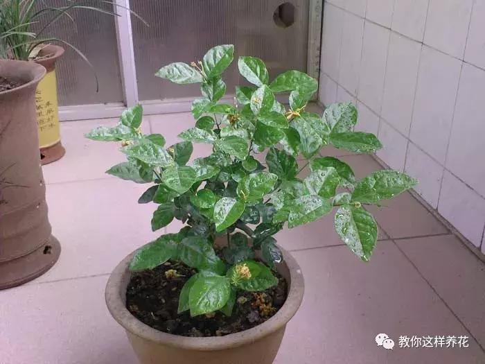 铜钱草修剪完干了如何补救,铜钱草与绿萝哪个好养