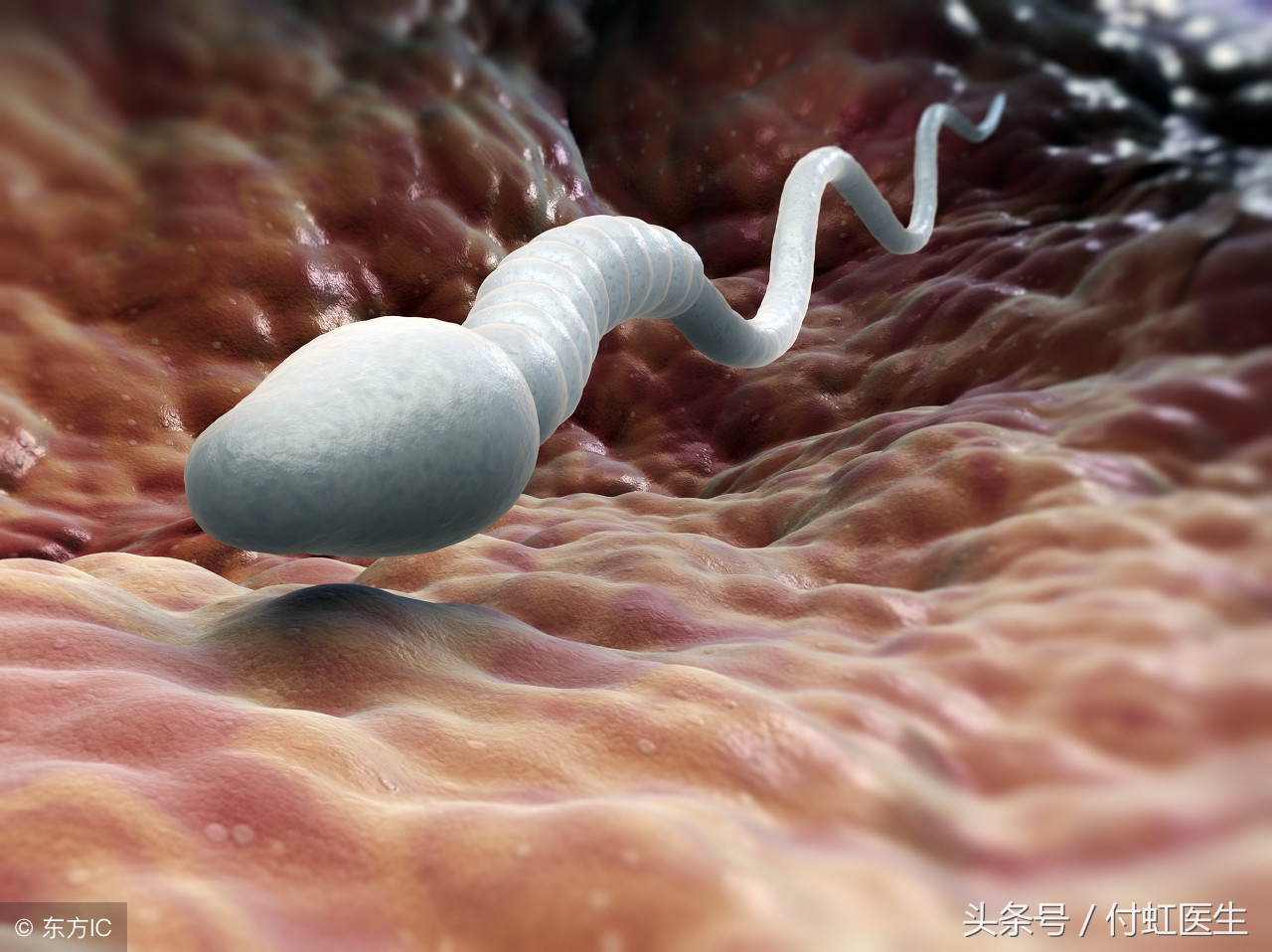 要想一亲卵子小姐的芳泽，精子先生需要突破三个关口！