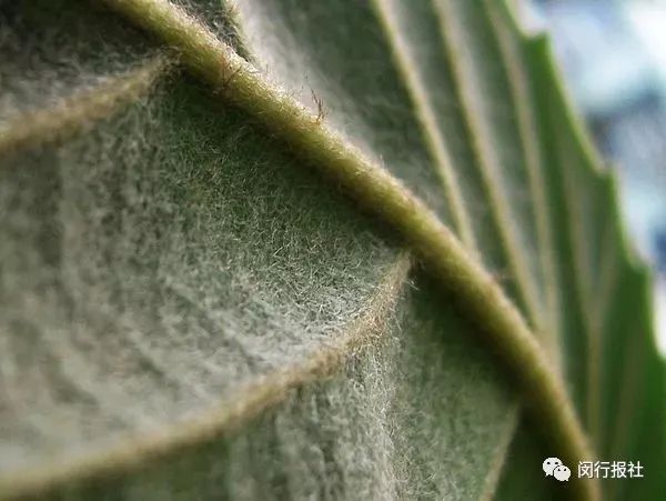 延禧攻略魏璎珞为明玉出气,延禧攻略魏璎珞救了永琪