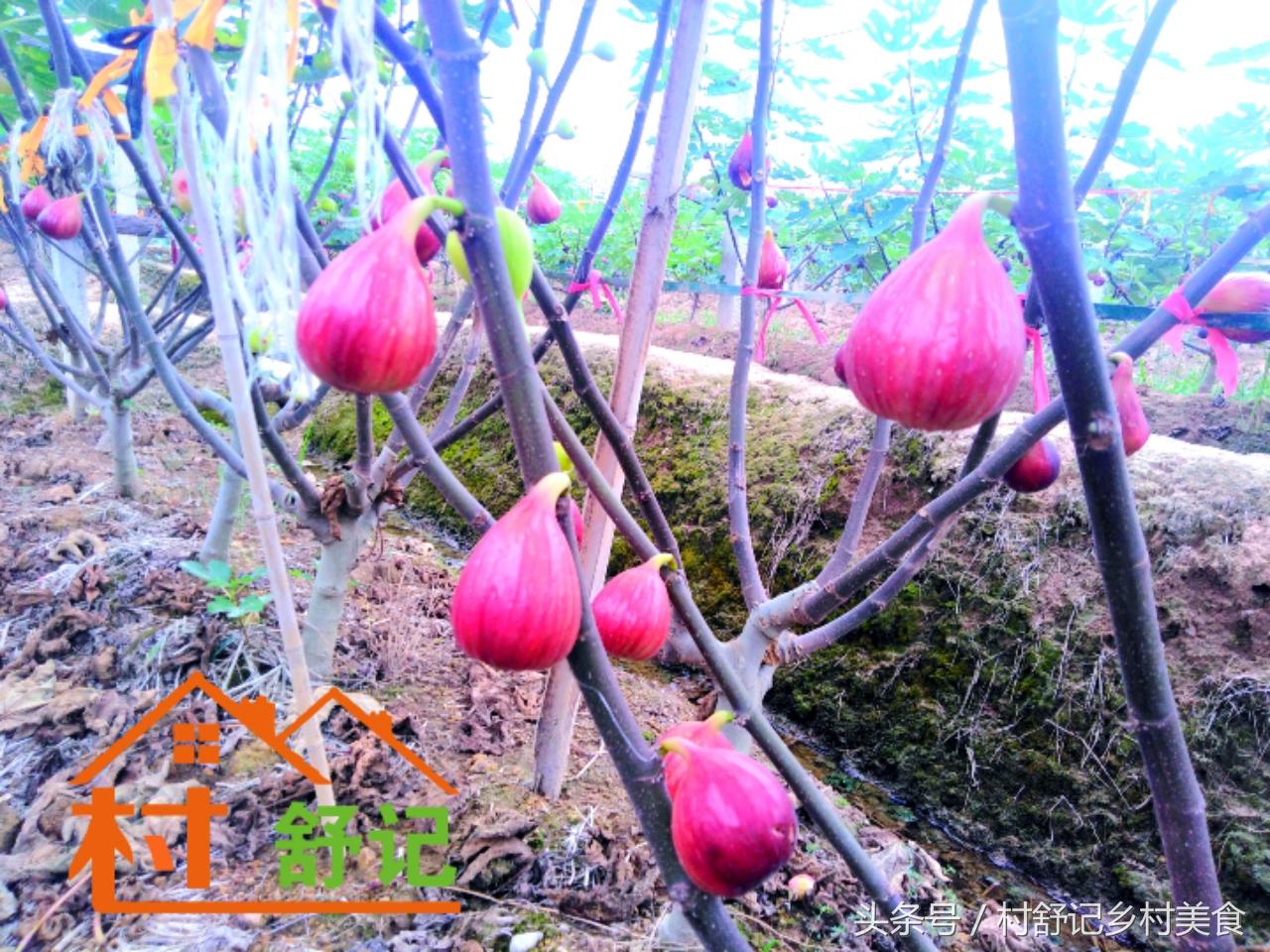 湖南无花果什么品种最好吃,溆浦县低庄无花果