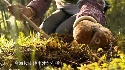 这道只卖一个月的“菌中之王”终于重出江湖，等了一年值得！