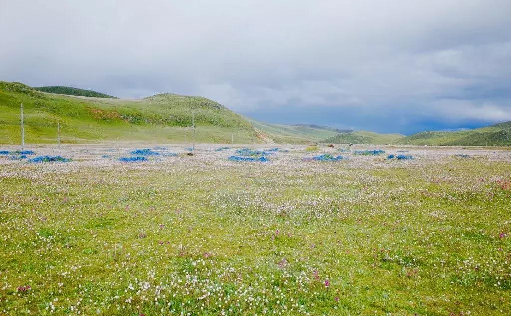 秒杀若尔盖！川西有个官方认定的最美草原，景美人少不收门票！