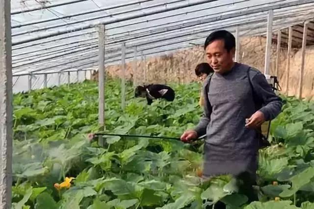 赤霉素芸苔素多效唑用法大汇总,多效唑赤霉素的作用