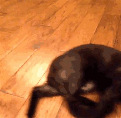 遛猫的人都被难哭了，遛狗的人……怎么也哭了？！