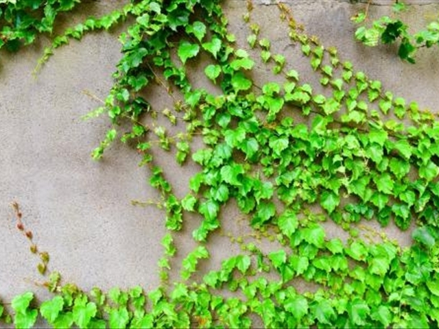 爬山虎该如何进行养殖？养殖爬山虎的关注事项