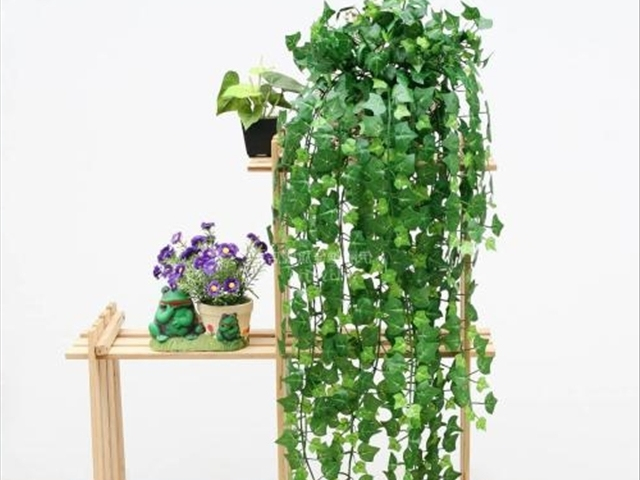 爬山虎该如何进行养殖？养殖爬山虎的关注事项
