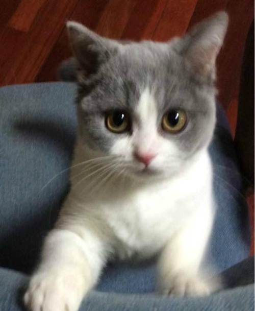 猫传腹441隔一天注射会影响药效吗,猫传腹除了用441还需要其他药吗