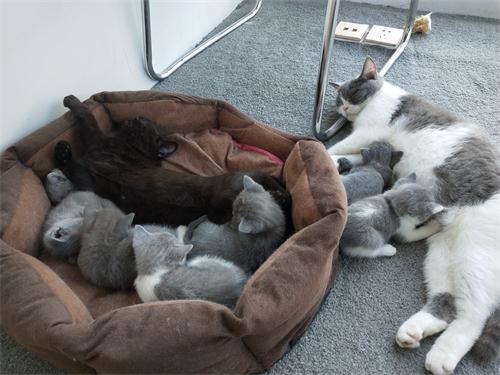 猫传腹441隔一天注射会影响药效吗,猫传腹除了用441还需要其他药吗