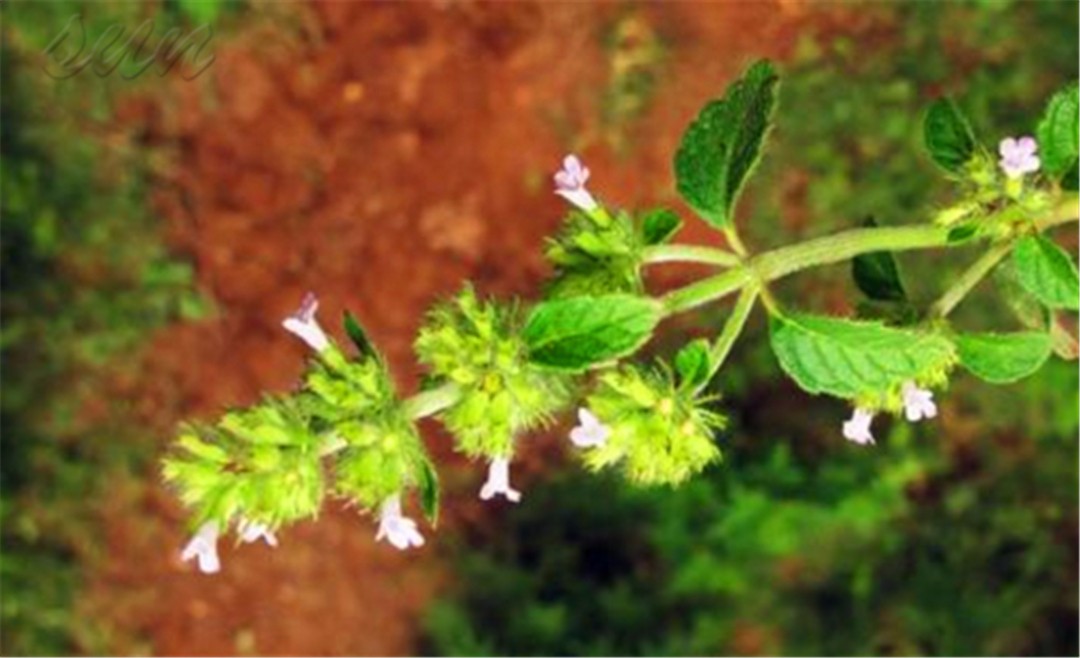 农村什么野草止血,路边一种野草止血很有效
