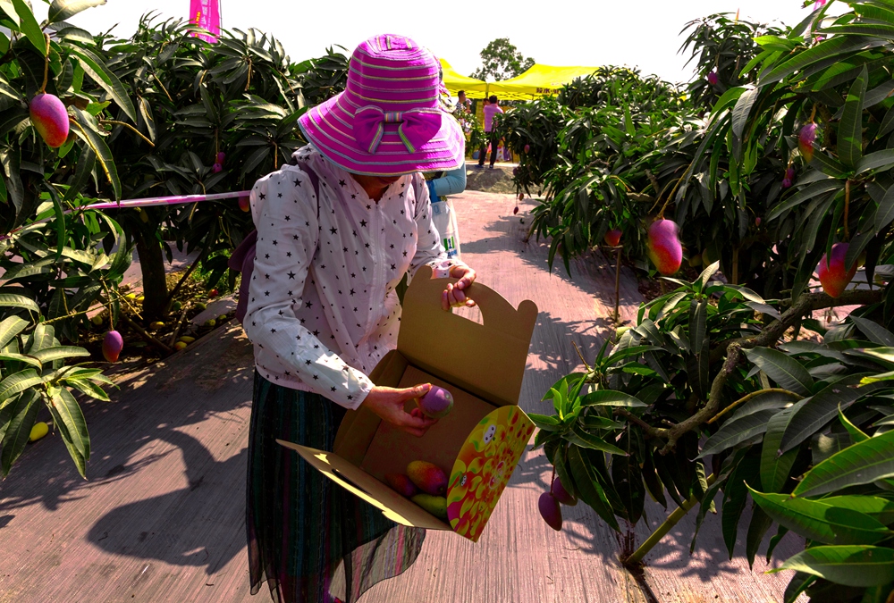 芒果之乡歌曲,芒果之乡的芒果品种