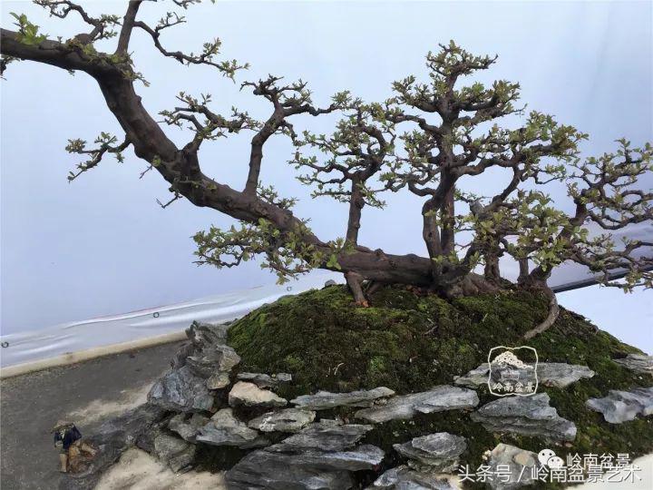 正宗雀梅王老桩盆景,苏州400多年雀梅王盆景